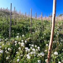 Planassos: recorrido por el viñedo más especial de Clos Pachem + cata de 5 vinos