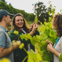 Penedès in a Glass: Wine, Winery & Pairing in 90 Minutes