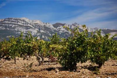Bodegas Orube