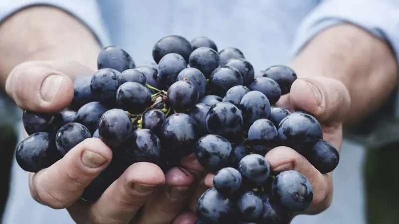 Propiedades del vino tinto