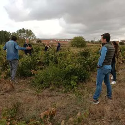 A walk among vineyards