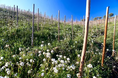 Planassos: recorrido por el viñedo más especial de Clos Pachem + cata de 5 vinos