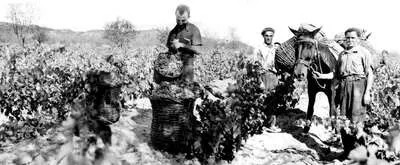 Otto Bestué Winery