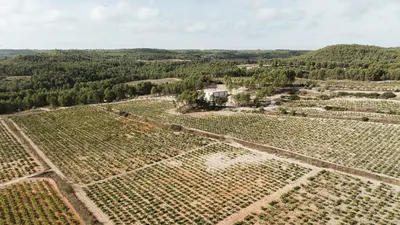 Bodegas Novos