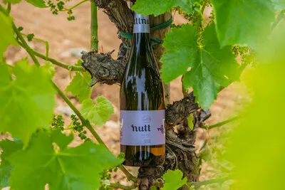 Penedès in a Glass: Wine, Winery & Pairing in 90 Minutes