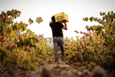 A walk among vineyards