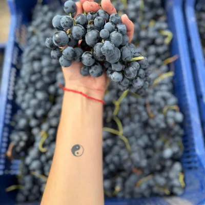 Grape Stomping: Wine, vines, and plenty of “tiki-taka” with your feet