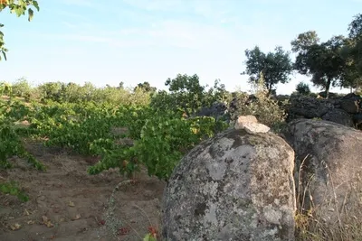 Bodegas Canopy