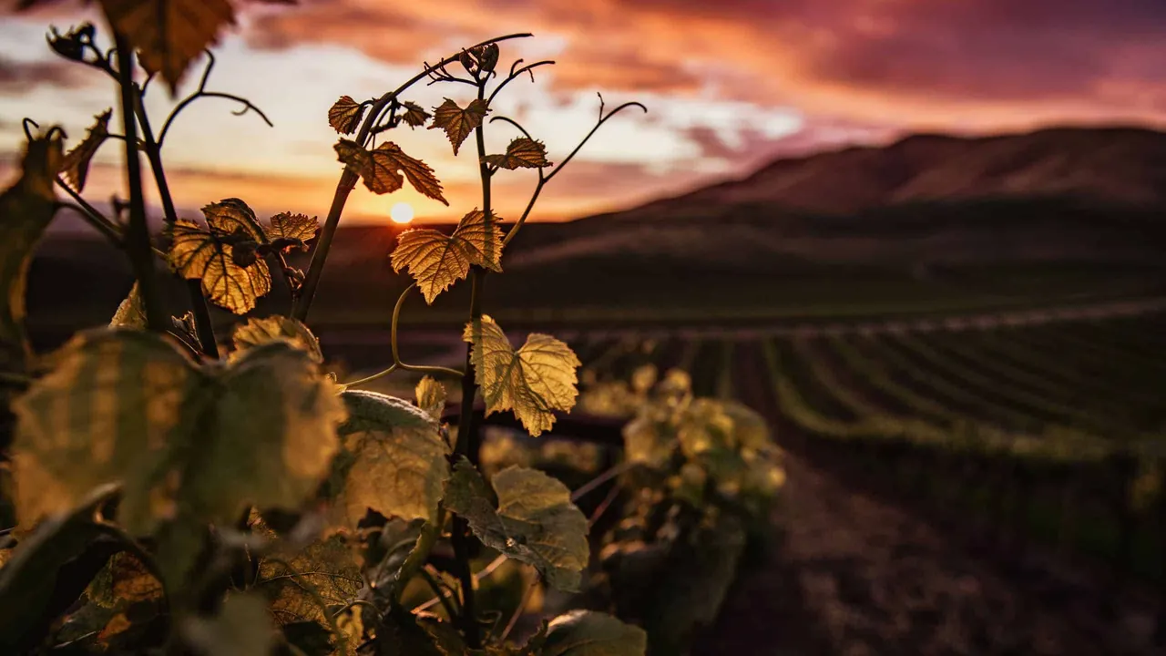 Discovering the Earliest Traces of Wine in Georgia: A 3,000-Year Journey Through Time