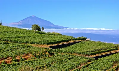 Bodegas Monje