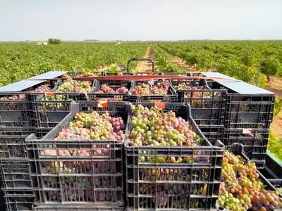 Bodegas Gratias. Familia & Viñedos