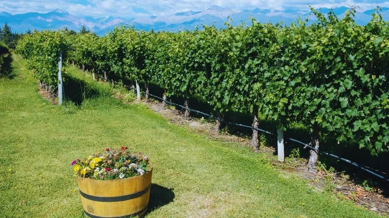 The Terroir of Wine: Its Influence on the Characteristics of Wine