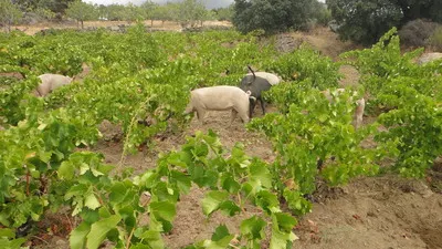 Bodegas Canopy