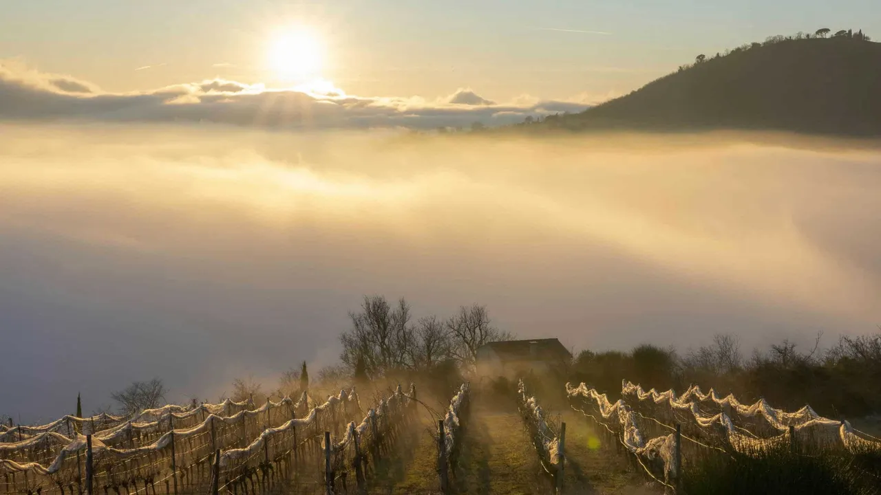 Discovering wine treasures: 5 international grape varieties little known in Spain