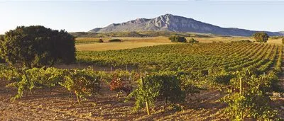 Bodegas Ampelos