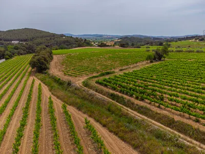 Penedès in a Glass: Wine, Winery & Pairing in 90 Minutes