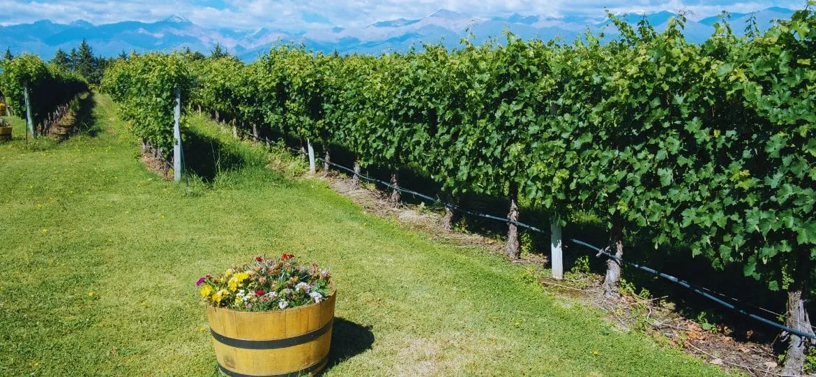 El terroir del vino: su influencia en las características del vino