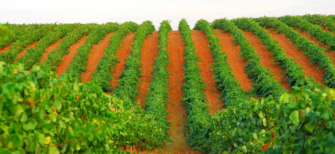 Types of wine grapes