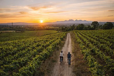 Bike route through Penedès, winery visit… and time to taste! 🚴‍♂️