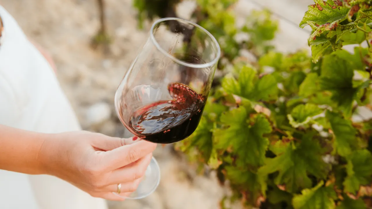 El maravilloso arte de la Cata de Vino