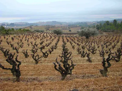 Bodega Miquel Jané
