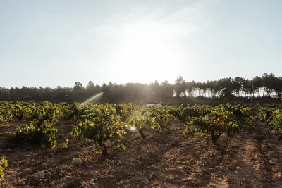 Bodegas Novos