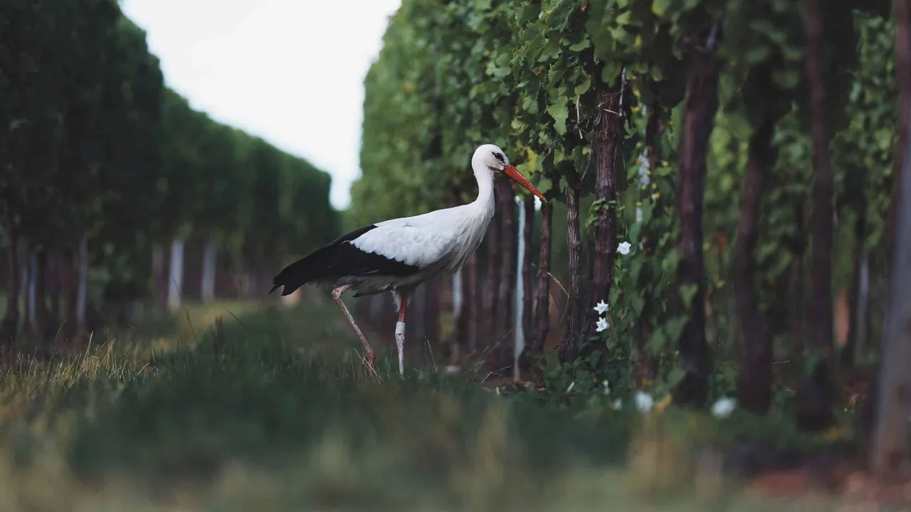Wine Tourism and Sustainability: Travel, Enjoy Wine and Look After the Environment