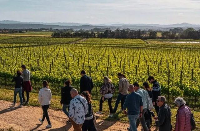 Wine tour and tasting
