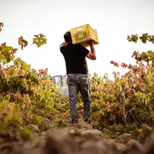 A walk among vineyards