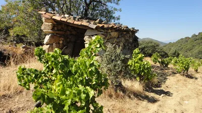 Bodegas Canopy