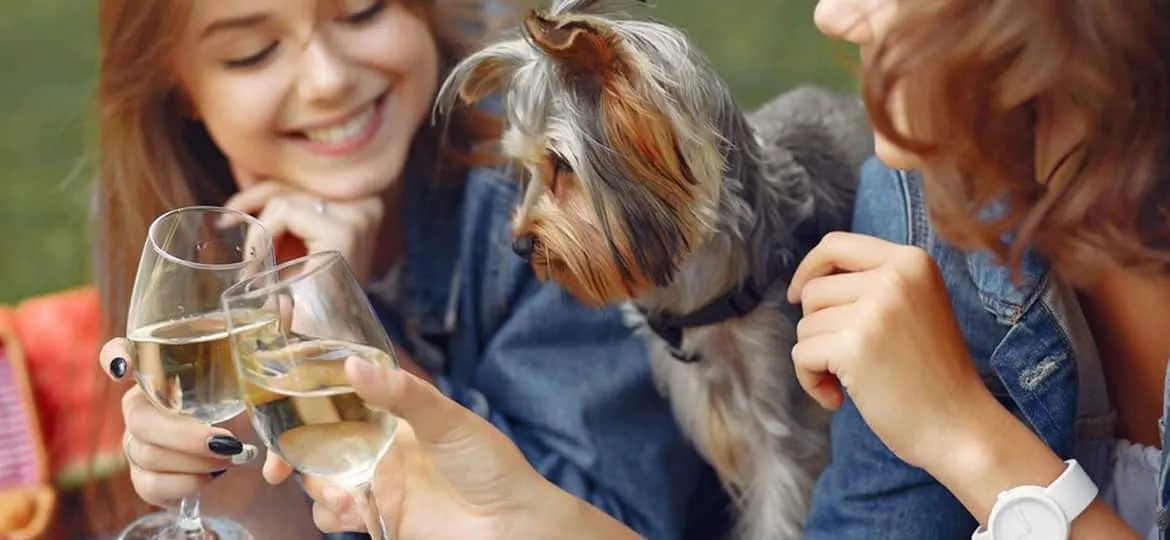 5 Bodegas Pet Friendly para Visitar