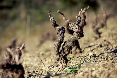 Planassos: Tour of Clos Pachem’s Most Special Vineyard + Tasting of 5 Wines