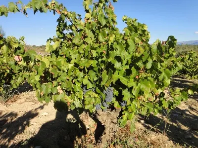 Bodegas Canopy