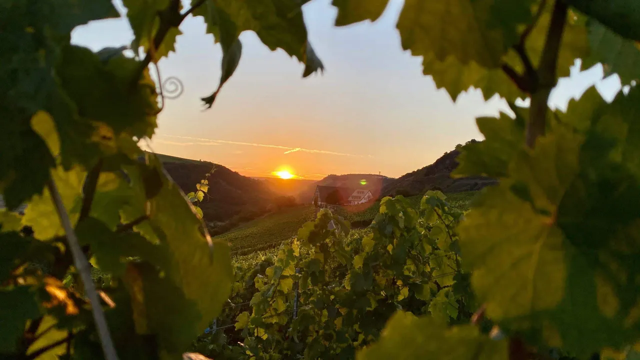 Enjoy an Unforgettable Night at Bodega Manuel Aragón