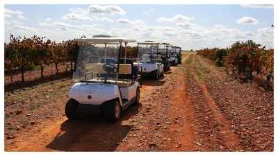 Tasting in the vineyard