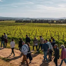 Visita y cata de vinos